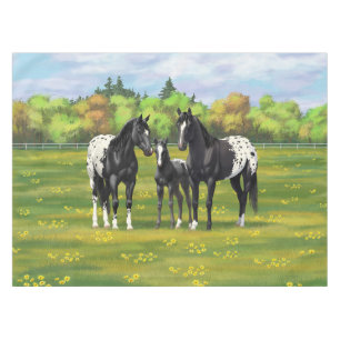 Nappe Chevaux Appaloosa Noir Dans Les Pâturages D'Été