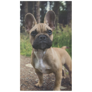 Nappe Coussin de lancer Bouledogue Français
