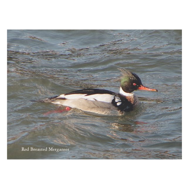 Nappe de Merganser à poitrine rouge (Devant (Horizontal))