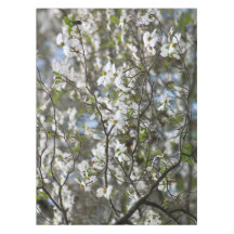 Fleurs de fleur blanche d'arbre de cornouiller