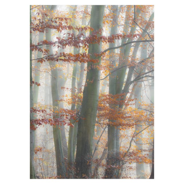 Nappe Forêt brumeuse mystique en automne (Devant)