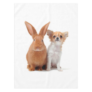 Nappe Le Lapin Et La Poméranie Semblent Très Innocents