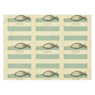 Nappe Narwhal Antique Baleine Aquarelle Art scientifique