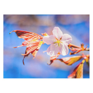 Nappe Rouge Sakura bleu ciel