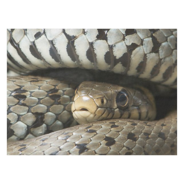 Nappe Serpent (Devant (Horizontal))