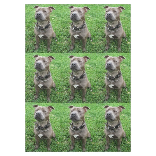 Nappe Staffordshire Bull Terrier Assis À L'Attention, (Devant)