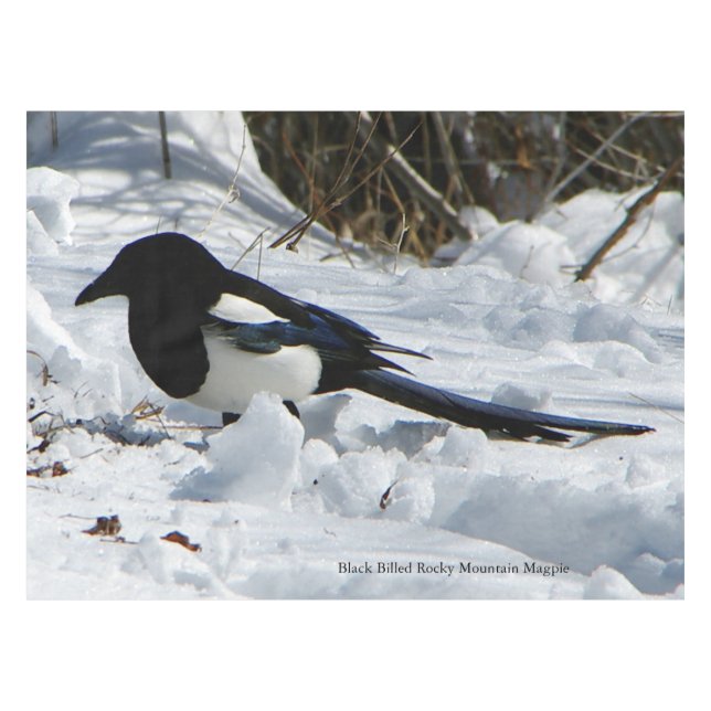 Nappe Toile de table Black Billed Rocky Mountain Magpie (Devant (Horizontal))