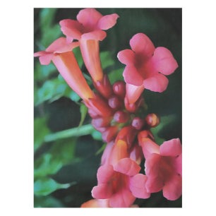 Nappe Trompette rose Honeysuckie Art botanique