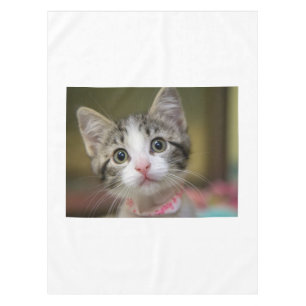 Nappe Un chaton mignon aux yeux verts