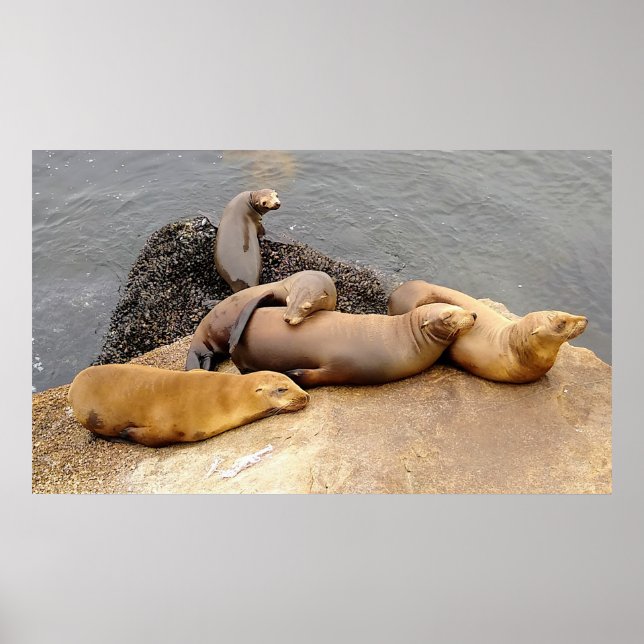 Napping Baby Sea Lions Poster (Vorne)