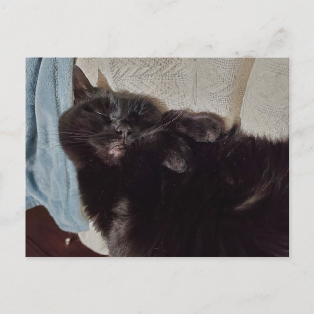 Napping Black Cat Postkarte (Vorderseite)