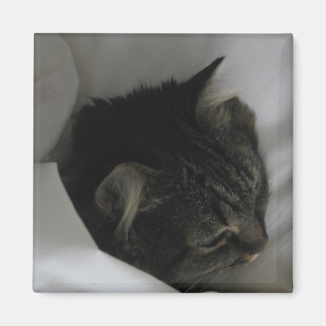 Napping Cat Magnet (Vorne)