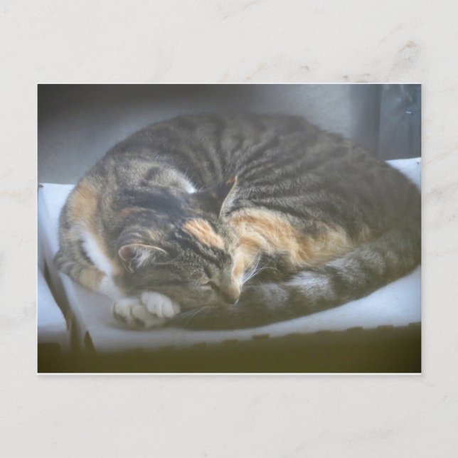 Napping Cat Postkarte (Vorderseite)