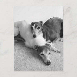 Napping Italian Greyhounds Postkarte