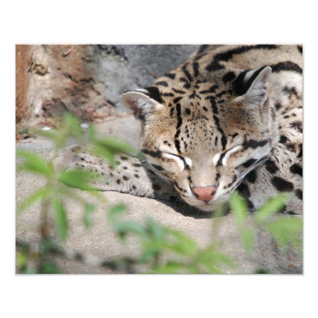 Napping Ocelot Fotodruck (Vorne)