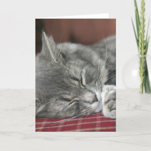 Napping Tabby Cat Notecard Karte