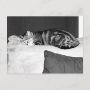 Naptime für Indigo Postkarte