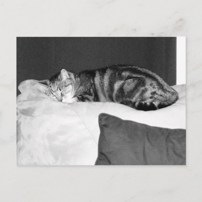 Naptime für Indigo Postkarte (Vorderseite)