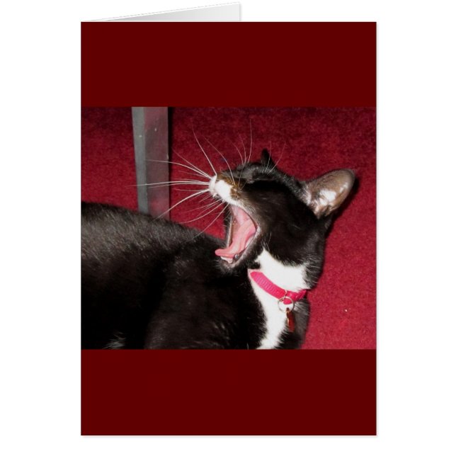 Naptime für Lucy (Vorne)