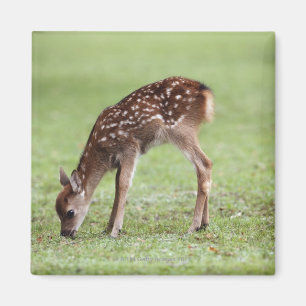 Nara-Präfektur, Honshu, Japan Magnet