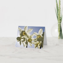 Narcissen die bloeien met een lente blauwe lucht 