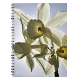 Narcissen die bloeien met een lente blauwe lucht  notizblock