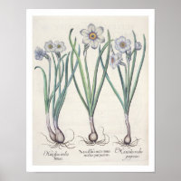 Narcissi: 1.Narcissus maximus medio purpureus; 2.N