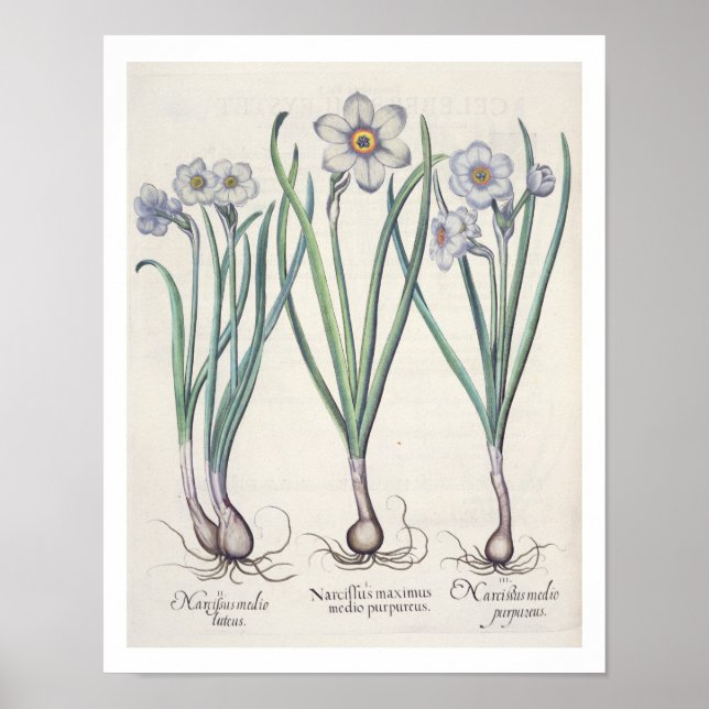 Narcissi: 1.Narcissus maximus medio purpureus; 2.N Poster (Vorne)