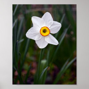 Narcissus Blume Poster