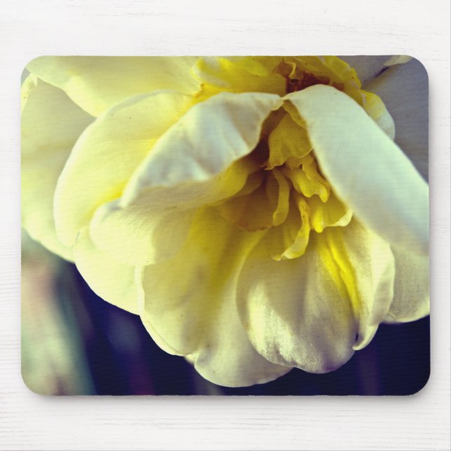 Narcissus Daffodil Mousepad (Vorne)