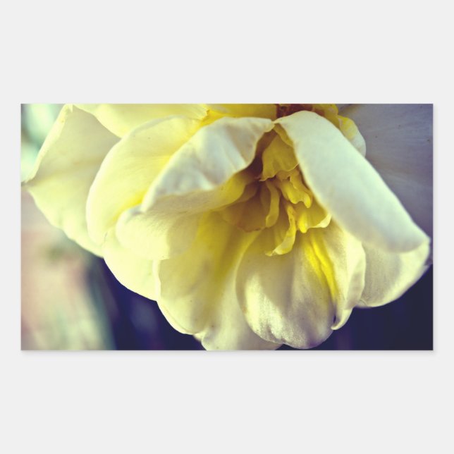 Narcissus Daffodil Rechteckiger Aufkleber (Vorderseite)