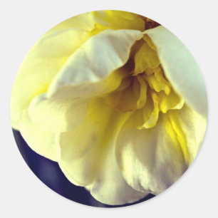Narcissus Daffodil Runder Aufkleber