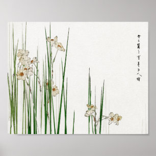 Narcissus jonquilla Blume, Watanabe Seitei Poster