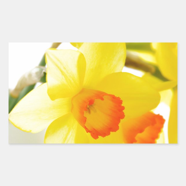 narcissus rechteckiger aufkleber (Vorderseite)