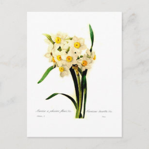 Narcissus tazetta.var postkarte