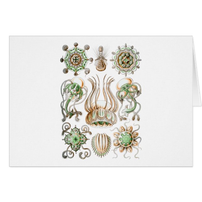 Narcomedusae (Devant horizontal)