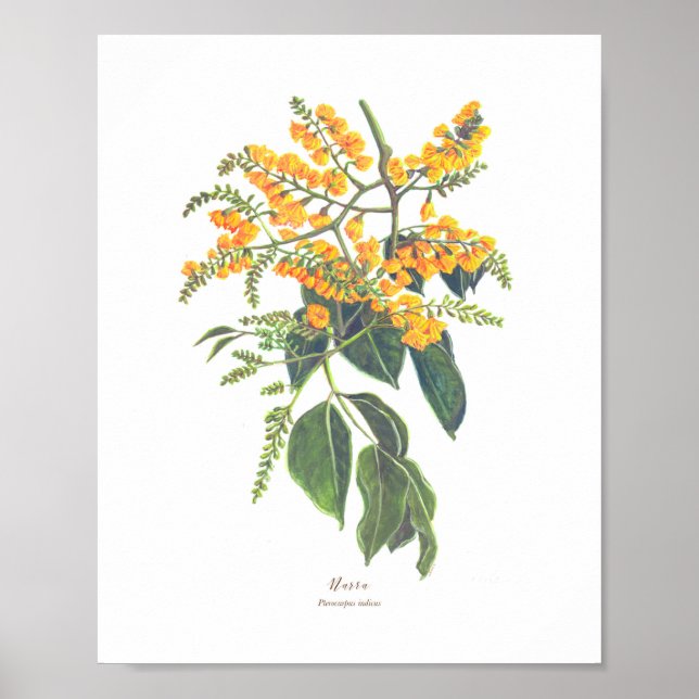 Narra (Pterocarpus indicus) Ph Forest Blooms Poster (Vorne)