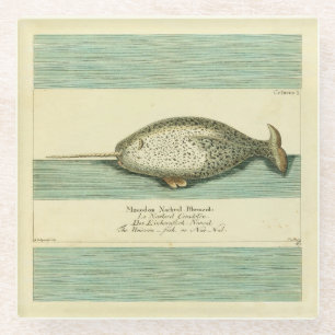 Narwhal Antique Whale Watercolor Wissenschaftliche Glasuntersetzer