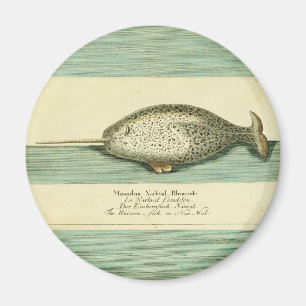 Narwhal Antique Whale Watercolor Wissenschaftliche Magnet