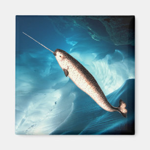 Narwhal Magnet
