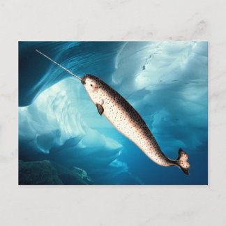 Narwhal Postcards Postkarte