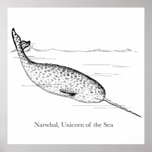 Narwhal Whale Einhorn des Meeres Poster