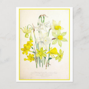 Narziss Botanische Illustration Vintage Postkarte