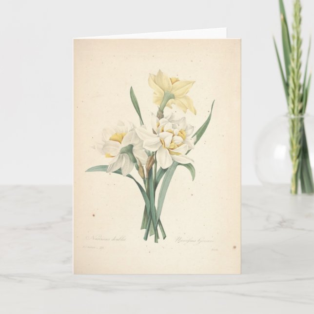 Narzisse durch Redoute botanische Beileids-Karte Dankeskarte (Vorderseite)