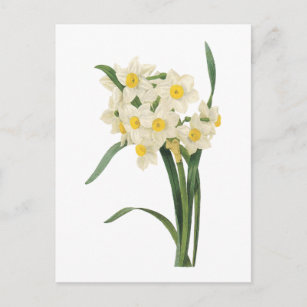 Narzisse (Narcissus tazetta) von Redouté Postkarte