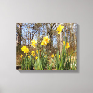 Narzissen am Ostern-Leinwand-Druck Leinwanddruck