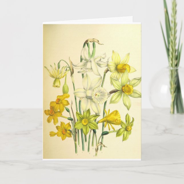 Narzissen-Blumen-Beileids-Karte Karte (Vorderseite)