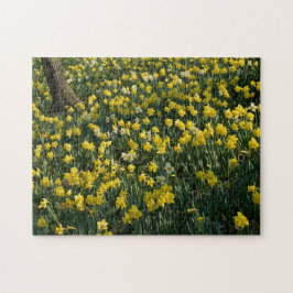Narzissen-Hügel - Sunlit gelbe und weiße Blumen