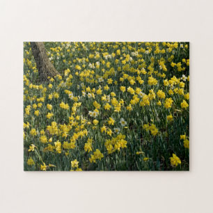 Narzissen-Hügel - Sunlit gelbe und weiße Blumen