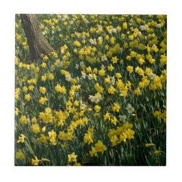 Narzissen-Hügel - Sunlit gelbe und weiße Blumen Fliese